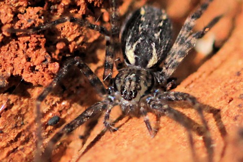 Ghost Spider (za) (Zoridae sp)